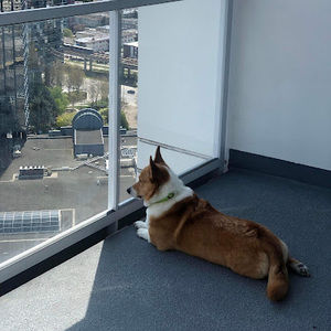 Meet your Posher, Bing